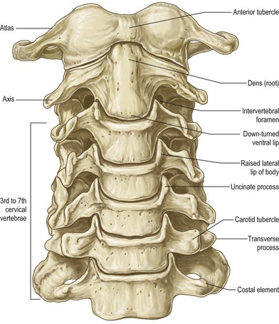 anatomy of the cervical spine | Musculoskeletal Key