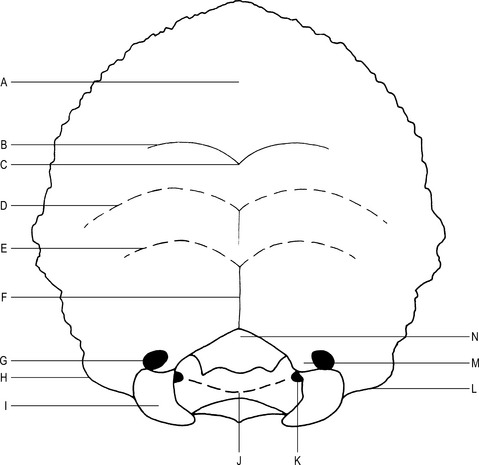 The skull | Musculoskeletal Key