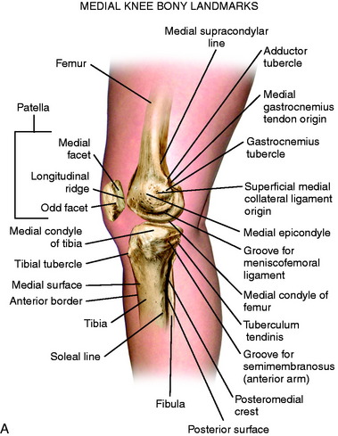 Medial And Anterior Knee Anatomy Musculoskeletal Key Medial And Anterior Knee Anatomy Musculoskeletal Key