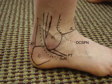 Gross Anatomy of the Ankle Joint | Musculoskeletal Key