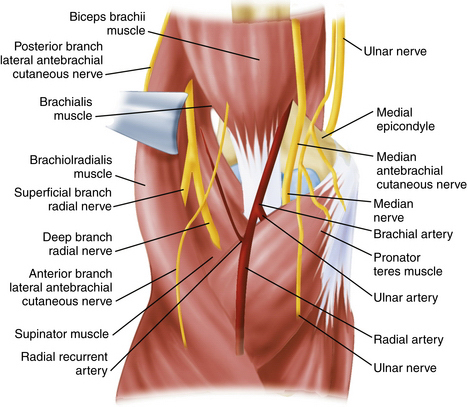 medial brachial cutaneous nerve