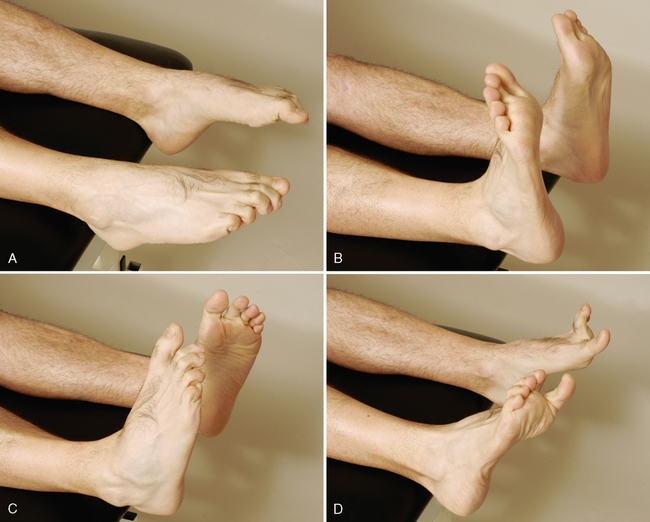 Dorsiflexion plantar flexion Idea