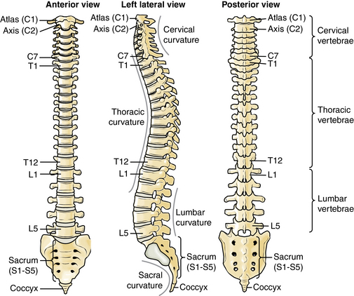 Spine | Musculoskeletal Key