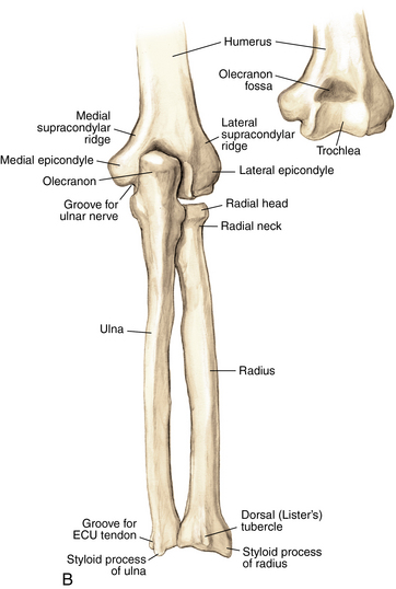 Elbow And Forearm Musculoskeletal Key