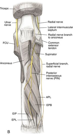 Elbow and forearm | Musculoskeletal Key