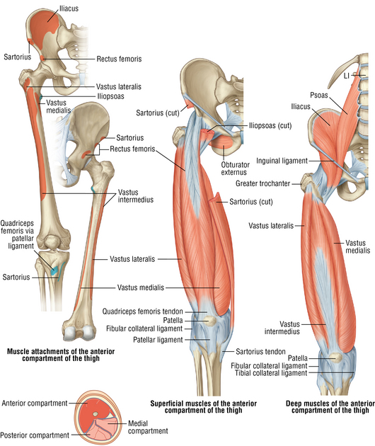 thigh muscle compartments