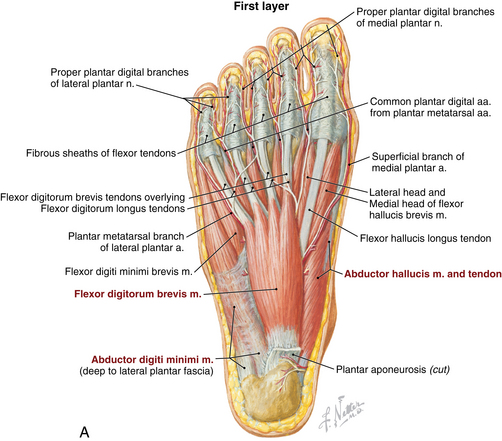 Image result for foot intrinsic muscles netter