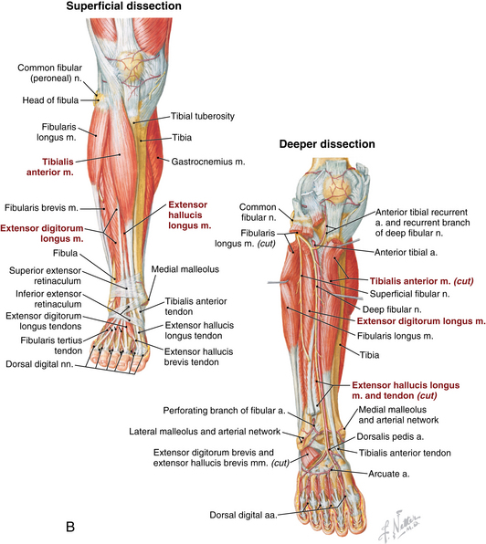 Foot and ankle | Musculoskeletal Key