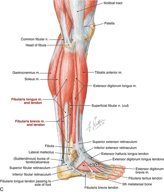 Foot And Ankle Musculoskeletal Key
