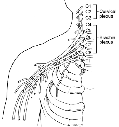 Cervical Nerve Root Lesions | Musculoskeletal Key
