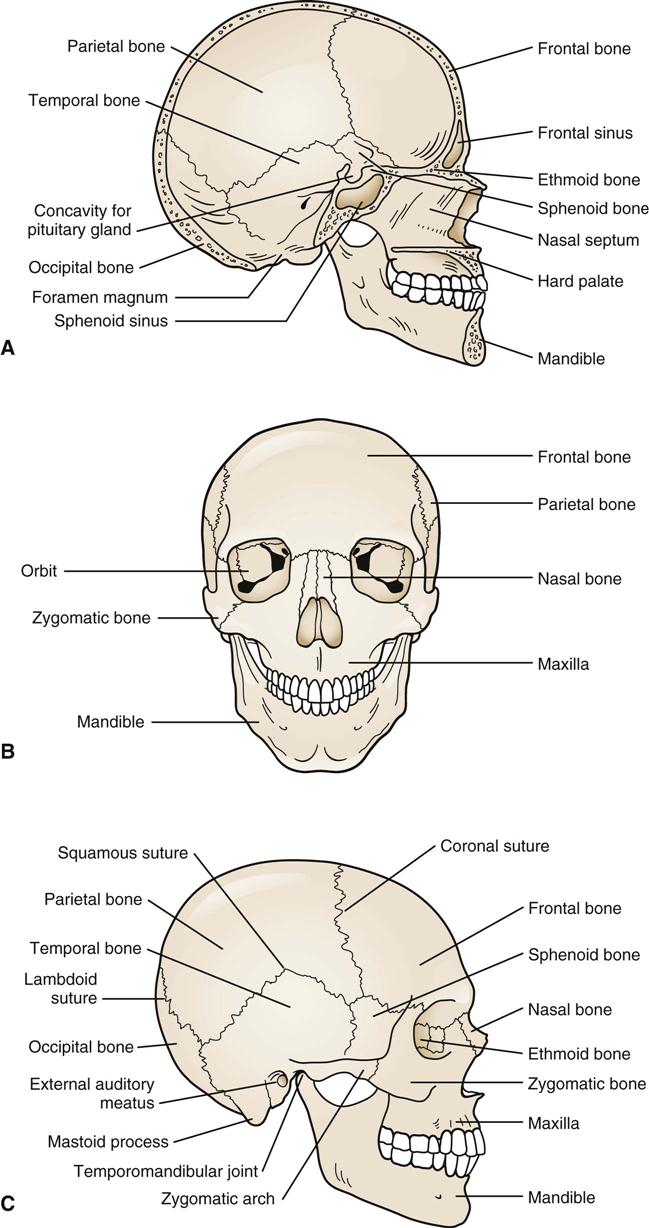 Head and Face | Musculoskeletal Key