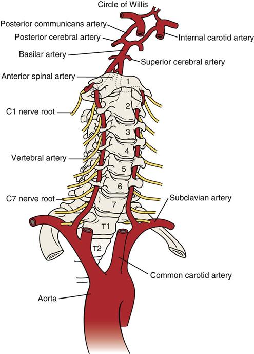 Cervical Spine Musculoskeletal Key