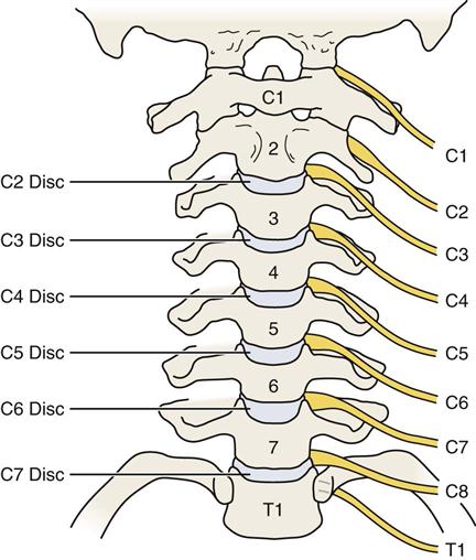 Cervical Spine Nerve Root Anatomy Porn Sex Picture
