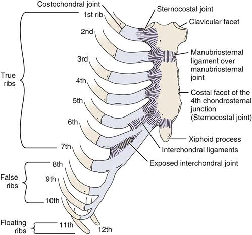 Thoracic (Dorsal) Spine | Musculoskeletal Key