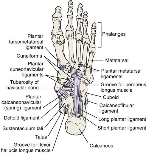 tarsometatarsal joint ligaments