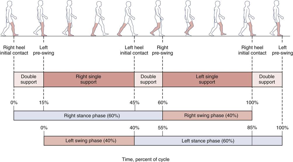 The gait cycle has two periods of double support, where both feet