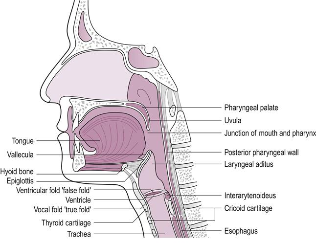 Dysphagia | Musculoskeletal Key