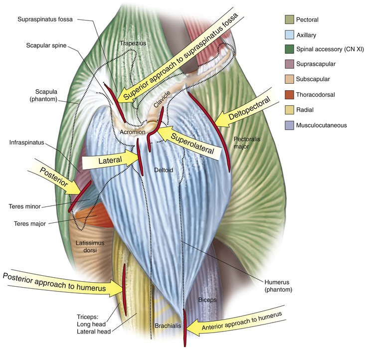 A treatise on orthopedic surgery . sthe upper dorsal region. The anterior  shoulder brace and itsattachment. rights reach to the root of the neck, or  to about the level of thesecond dorsal