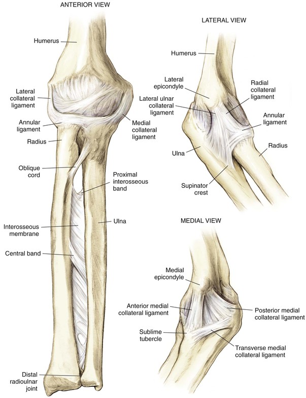 proximal forearm