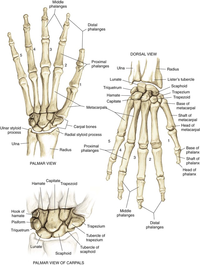 carpal bones dorsal view