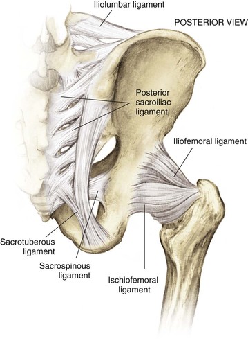 3 Ligaments Of The Hip : AP Lab Test 2 - Biology 227 Lab with Peck at