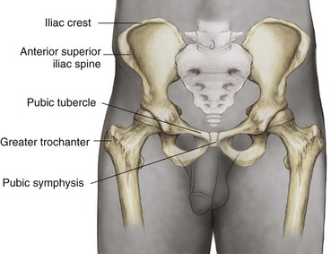 Лобковая область мужчины. Кости лонного сочленения анатомия. Лобковая кость симфиз. Лонный симфиз анатомия. Кости таза лонное сочленение.