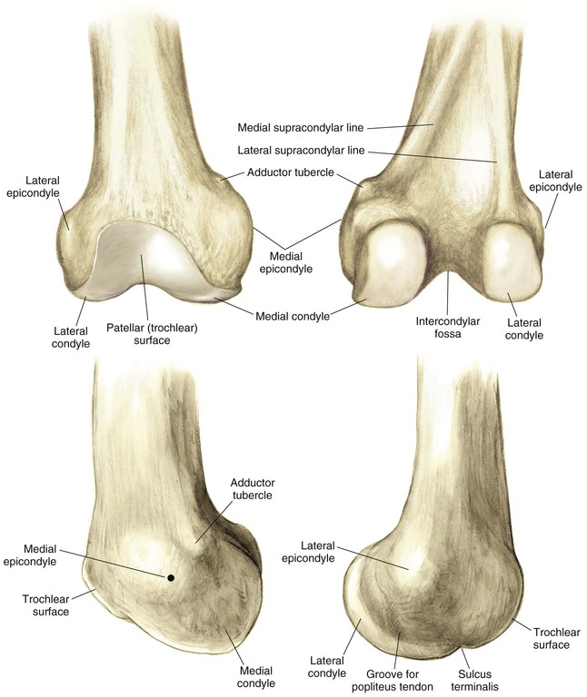 Knee And Lower Leg Musculoskeletal Key