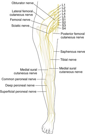 Knee and Lower Leg | Musculoskeletal Key