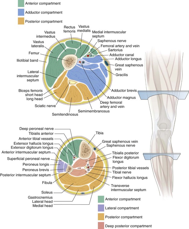 Knee And Lower Leg Musculoskeletal Key
