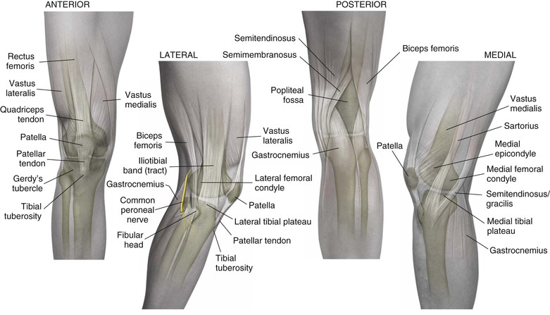 compartments of leg and innervations