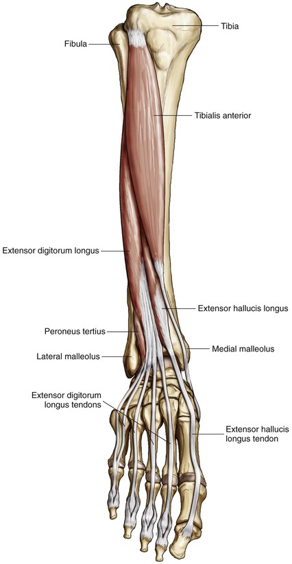 Foot and Ankle | Musculoskeletal Key