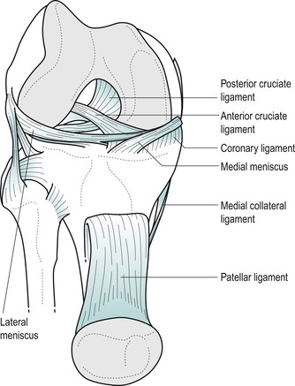 The knee | Musculoskeletal Key
