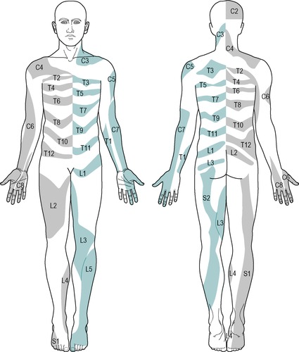 Lumbar Dermatomal Pattern