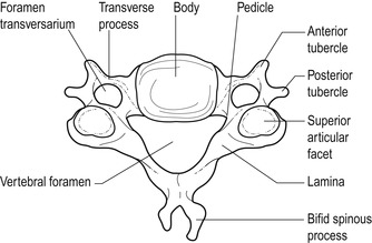 The cervical spine | Musculoskeletal Key