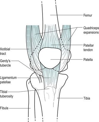 The knee | Musculoskeletal Key