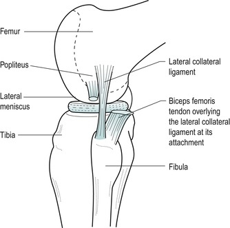 The knee | Musculoskeletal Key