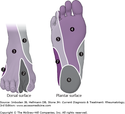 Dermatomes Foot