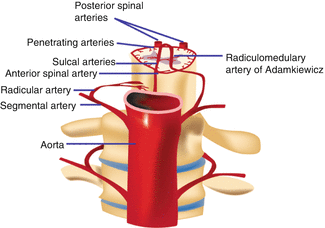 Spinal Cord and Intervertebral Disc | Musculoskeletal Key
