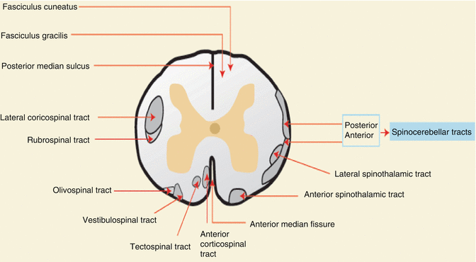 Спинной и головной мозг тест 8 класс. Fasciculus cuneatus на препарате. 34.Fasciculus cuneatus.