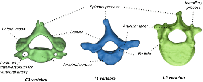 spinous process of cervical vertebrae