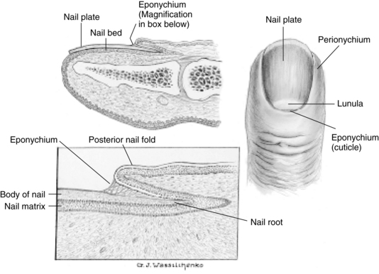 Nail Anatomy Vector & Photo (Free Trial) | Bigstock