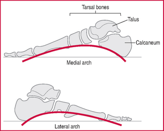 B | Musculoskeletal Key