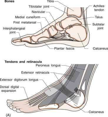 ankle and foot  Musculoskeletal Key