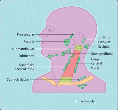Lymph nodes and endocrine disorders | Musculoskeletal Key