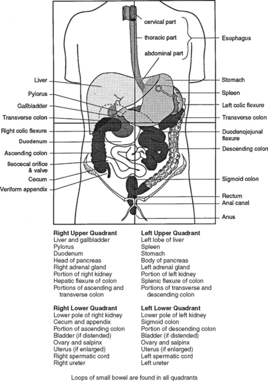 ABDOMINAL INJURIES | Musculoskeletal Key
