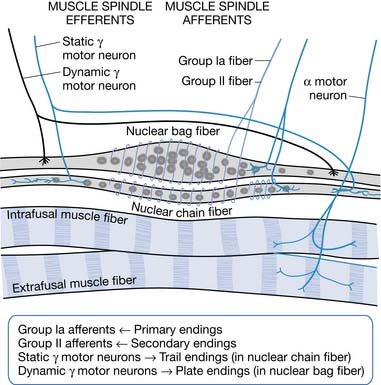 Spasticity Management Musculoskeletal Key