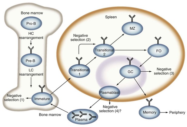 Biomechanics | Musculoskeletal Key