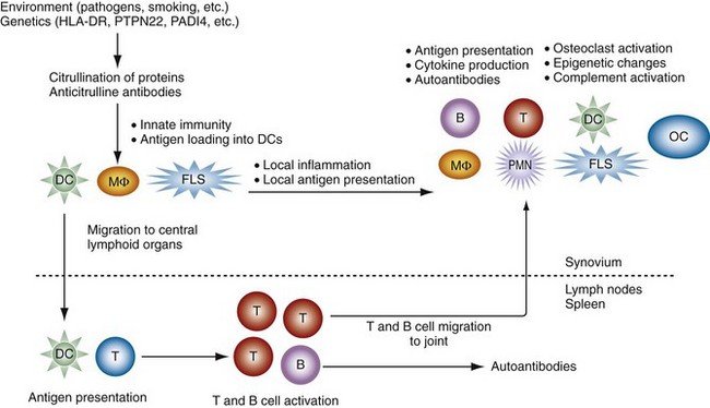 rheumatoid arthritis pathogenesis