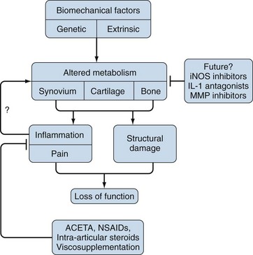 Pathogenesis Of Osteoarthritis | Musculoskeletal Key