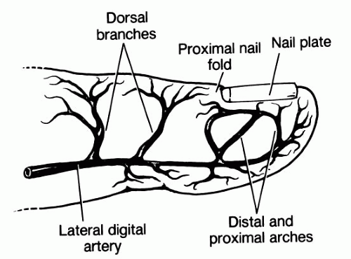 Anatomy Models for Nail Art